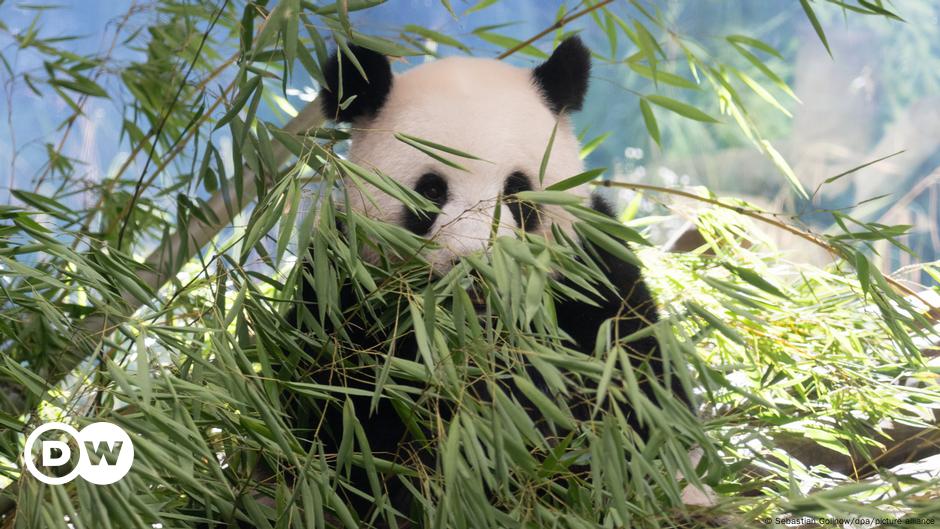 Panda at Berlin Zoo again pregnant with&nbsp;twins